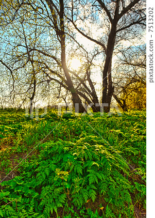 Spring background Spring background 7513202