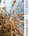 apricot tree over blue sky 7513204