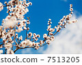 apricot tree over blue sky 7513205