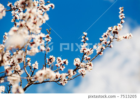 apricot tree over blue sky apricot tree over blue sky 7513205