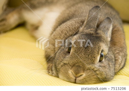 Relaxing rabbit Relaxing rabbit 7513206