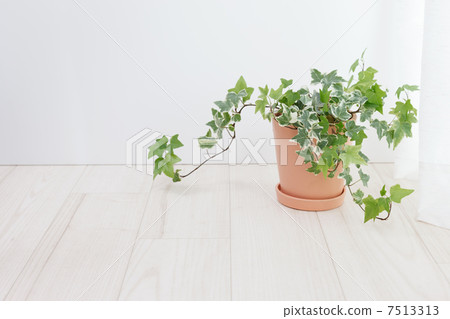 常春藤盆栽植物 7513313