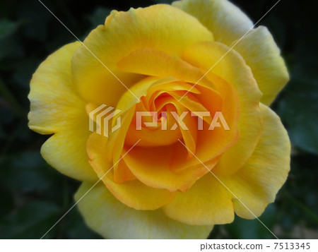 rose	 7513345