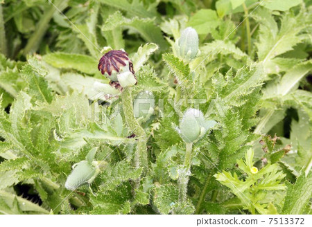 東方罌粟 東方罌粟 7513372