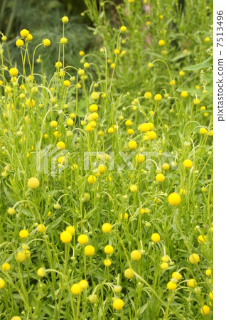 黃色圓花·頭狀花序 黃色圓花·頭狀花序 7513496