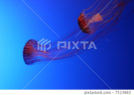 Jellyfish, jellyfish, jellyfish, red clover Jellyfish, jellyfish, jellyfish, red clover 7513663