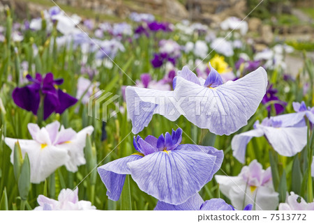 鳶尾花 7513772