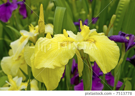 鳶尾花 7513778