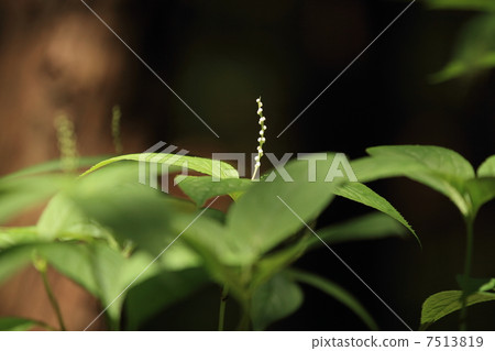 Phthalis sika Phthalis sika 7513819