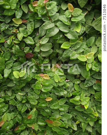 Wolves covering the wall Wolves covering the wall 7513846