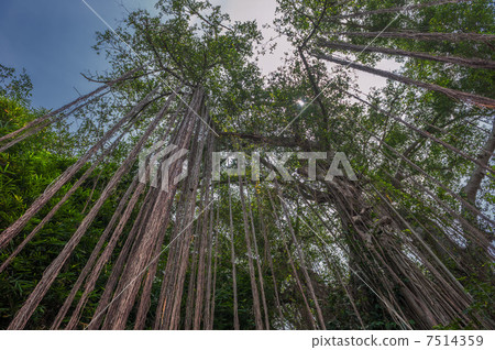 Aerial roots of a big tree 7514359