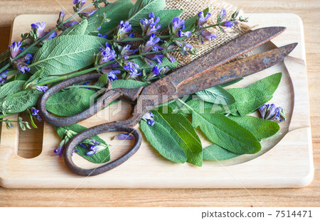 fresh sage leaves and blossoms with vintage rusty scissors fresh sage leaves and blossoms with vintage rusty scissors 7514471