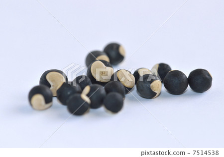 雲杉飛 雲杉飛 7514538