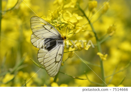 Ageha的伴侶~Uusuba Shiro~ Ageha的伴侶~Uusuba Shiro~ 7514666