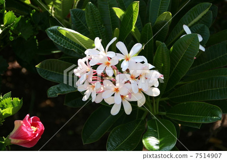 雞蛋花 雞蛋花 7514907
