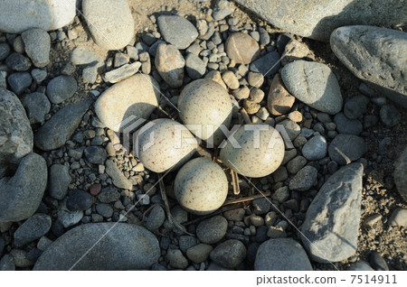 Kombori egg Kombori egg 7514911