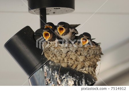 燕子的孩子 7514912