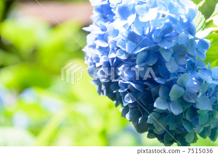 Meigetsuin Blue Kamakura 7515036