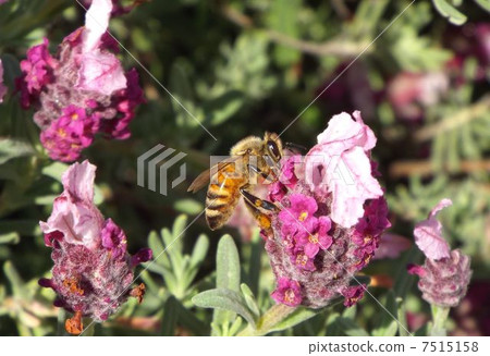 蜜蜂和法國薰衣草 7515158