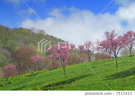 櫻花和藍天 櫻花和藍天 7515413