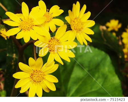 看到系列（側身） 7515423