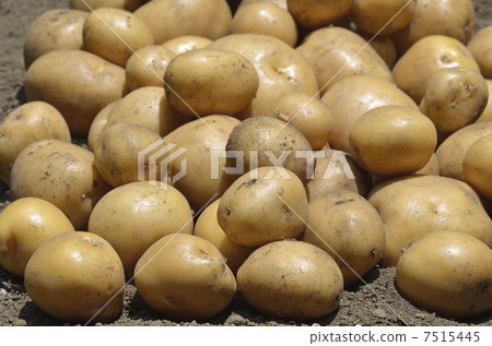 Harvest of Inca awake 7515445