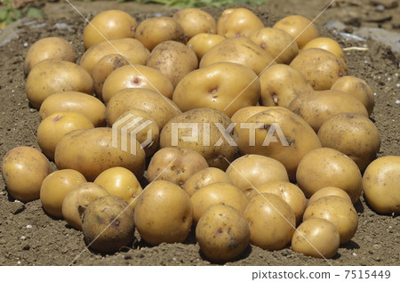 Harvest of Inca awake 7515449