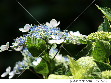 Hydrangea Hydrangea 7515765