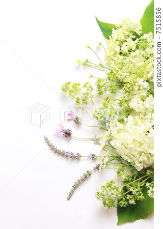 Hydrangea Annabelle and herbal flowers Hydrangea Annabelle and herbal flowers 7515856