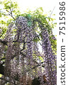  Wisteria flowers 7515986