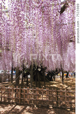 400 years of age 7515989