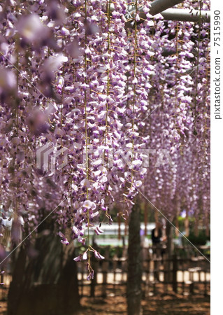 紫藤 7515990