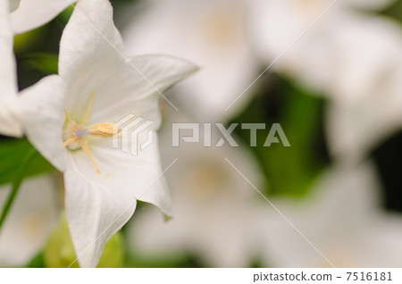 Powered by Translate Powered by Translate 7516181