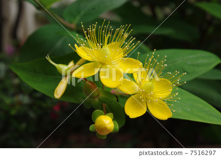 Beyowanagi Beyowanagi 7516297