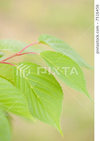 leaf  7516456