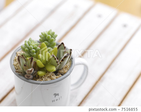Succulent plants 7516855