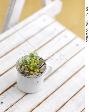 Succulent plants 7516856