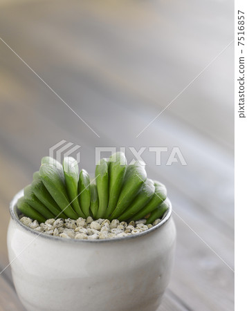 Succulent plants 7516857