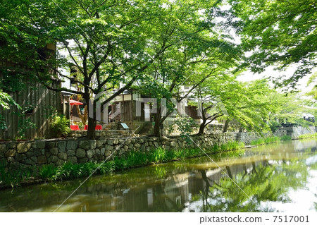 初夏的Suigoto（Yahata護城河） 7517001