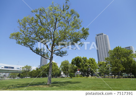 Nakanoshima公園的草坪廣場 7517391