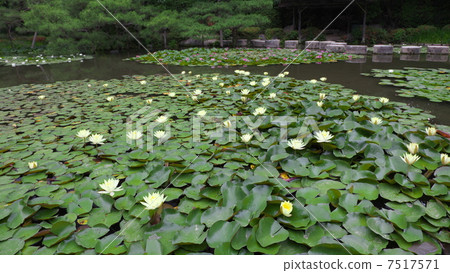Shinen的睡蓮 7517571