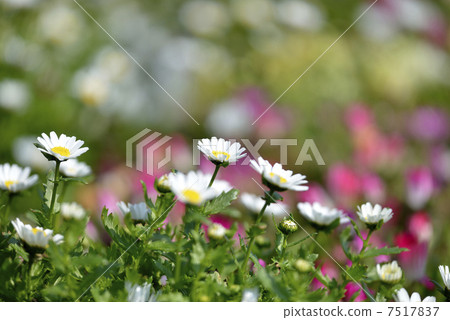 克里斯安化學 7517837