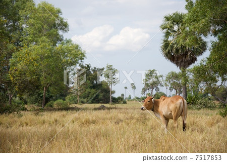 柬埔寨土地和牛 7517853