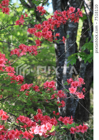 Mitsuba杜鵑花 Mitsuba杜鵑花 7518110