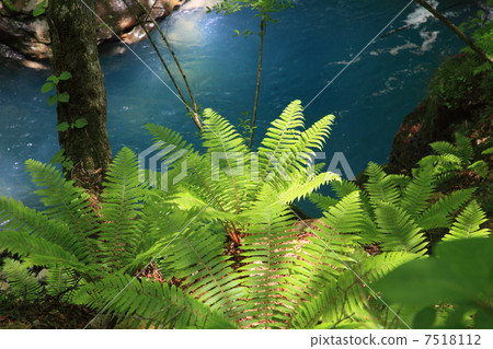 Azawa of early summer Azawa of early summer 7518112