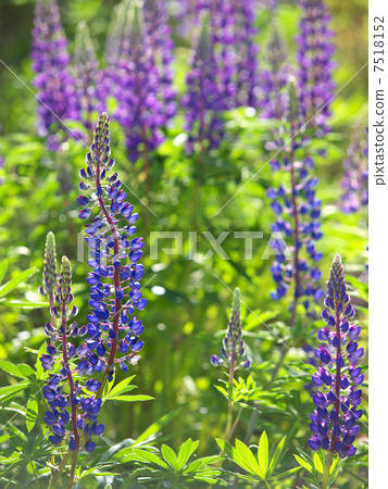 Lupine Lupine 7518152
