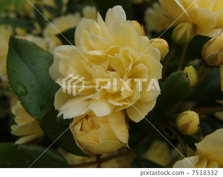 微型玫瑰圖像（2） 7518332