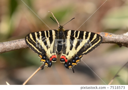 A group of swallowtail butterflies ~ 7518573