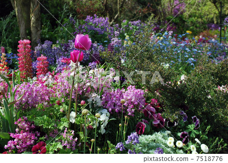 只有紫色的花朵 只有紫色的花朵 7518776