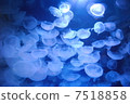 Jellyfish 7518858